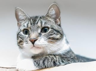 chat européen